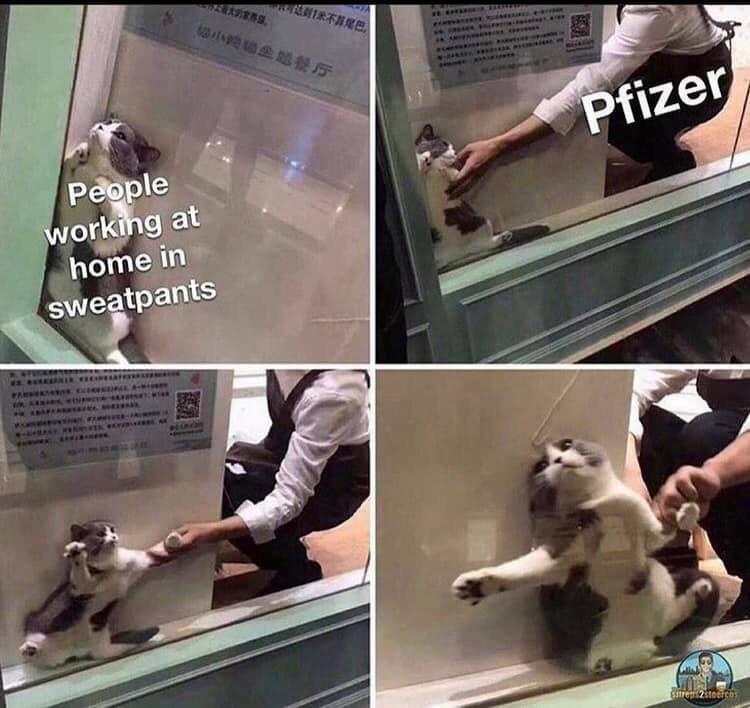 pfizer%20cat.jpg